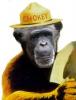 Chokey the Chimp