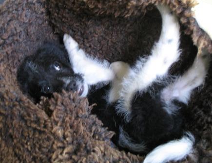 puppy