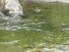 jack_in_pool