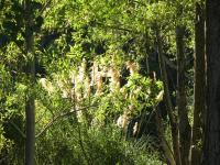 kaitoke