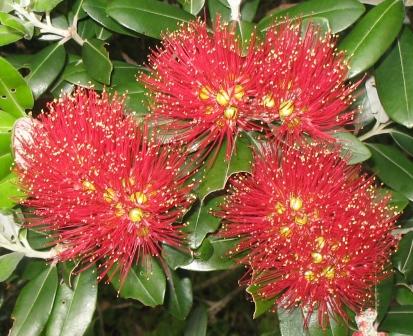 Pohutukawa